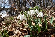 41 Galanthus nivalis ( Bucaneve)